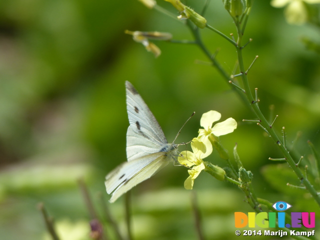 FZ006965 Small white butterfly (Pieris rapae) on flower drinking